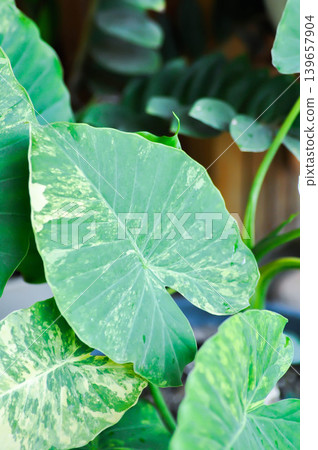 Alocasia, Alocasia macrorrhizos or Alocasia plant or bicolor alocasia or white and green leaf or yellow and green leaf or bicolor plant 139657904