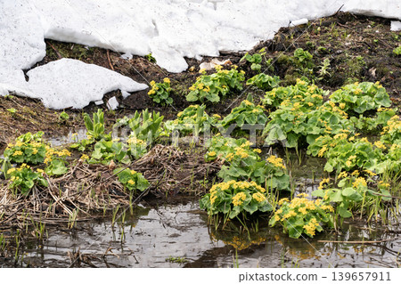 Early spring forest Early spring forest 139657911