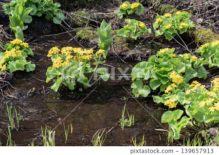 Early spring forest Early spring forest 139657913
