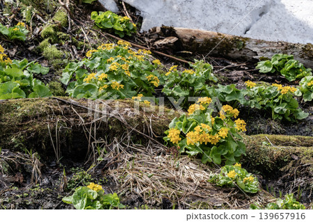 Early spring forest Early spring forest 139657916