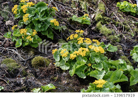Early spring forest Early spring forest 139657919