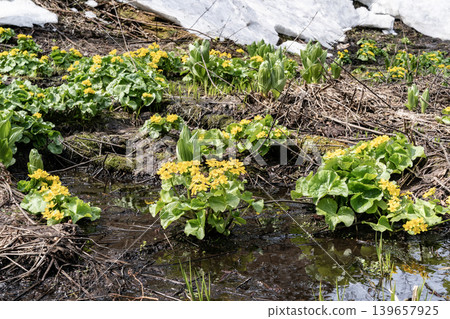 Early spring forest Early spring forest 139657925