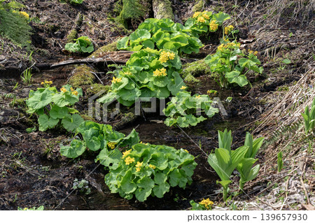 Early spring forest 139657930