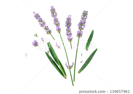 Lavender flowers with scattered petals, isolated, PNG 139657961