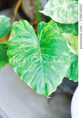 Alocasia, Alocasia macrorrhizos or Alocasia plant or bicolor alocasia or white and green leaf or yellow and green leaf or bicolor plant 139658005