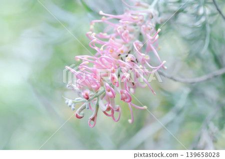 Grevillea Cupids dream, Grevillea Muffin, grevillea Pink Surprise, Grevillea whiteana x banksii Pink Surprise or pink flower Grevillea Cupids dream, Grevillea Muffin, grevillea Pink Surprise, Grevillea whiteana x banksii Pink Surprise or pink flower 139658028