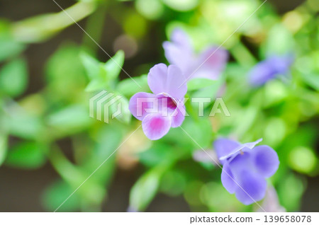 Torenia fournieri Lindl, Scrophulariaceae or Wishbone flower or Bluewings or Torenia or pink flower Torenia fournieri Lindl, Scrophulariaceae or Wishbone flower or Bluewings or Torenia or pink flower 139658078