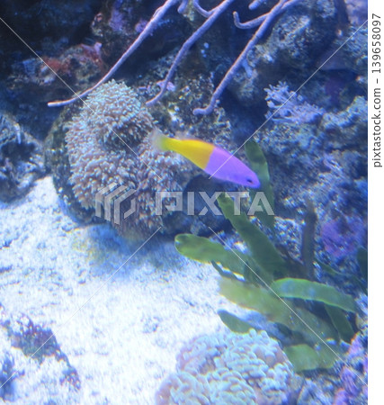 An Orchid Dottyback fish, featuring stunning purple and yellow colors, swims elegantly among colorful corals in a vibrant reef aquarium, perfect for marine life enthusiasts. An Orchid Dottyback fish, featuring stunning purple and yellow colors, swims elegantly among colorful corals in a vibrant reef aquarium, perfect for marine life enthusiasts. 139658097