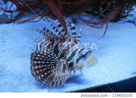 A stunning close-up of a lionfish, Pterois radiata, highlighting its unique stripes and elegant fins. This striking marine fish is found in aquariums and vibrant ocean ecosystems. A stunning close-up of a lionfish, Pterois radiata, highlighting its unique stripes and elegant fins. This striking marine fish is found in aquariums and vibrant ocean ecosystems. 139658101