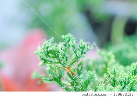 Creeping Juniper, CUPRESSACEAE or Juniperus procumbens Siebold ex Endl Mig or pine tree Creeping Juniper, CUPRESSACEAE or Juniperus procumbens Siebold ex Endl Mig or pine tree 139658122
