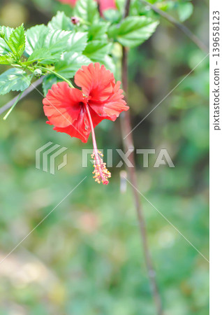 Chinese rose or Hibiscus or Hibiscus rosa sinensis or Hibisceae or Malvaceae , red hibiscus flower or red flower Chinese rose or Hibiscus or Hibiscus rosa sinensis or Hibisceae or Malvaceae , red hibiscus flower or red flower 139658123