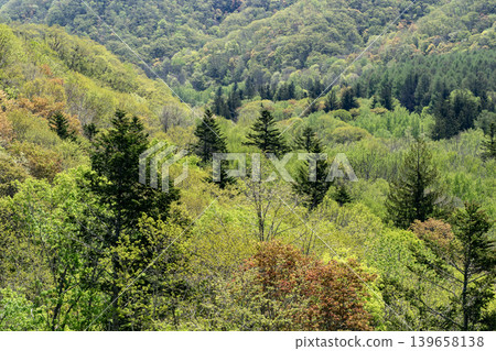 The forest of Jozankei in fresh greenery The forest of Jozankei in fresh greenery 139658138