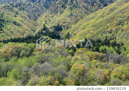 The forest of Jozankei in fresh greenery The forest of Jozankei in fresh greenery 139658139
