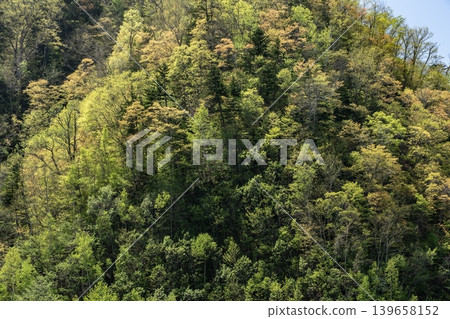 翠綠的定山溪森林 翠綠的定山溪森林 139658152