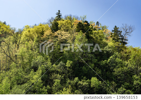 翠綠的定山溪森林 翠綠的定山溪森林 139658153