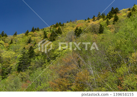 翠綠的定山溪森林 翠綠的定山溪森林 139658155