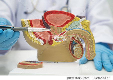 Male reproductive system, Asian doctor holding human anatomy model for study diagnosis and treatment in hospital. Male reproductive system, Asian doctor holding human anatomy model for study diagnosis and treatment in hospital. 139658168
