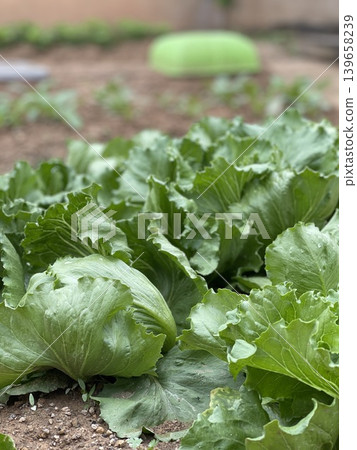 Fresh Green Glass Lettuce Plants Lactuca Sativa Growing In Rows On Farm Fresh Green Glass Lettuce Plants Lactuca Sativa Growing In Rows On Farm 139658239