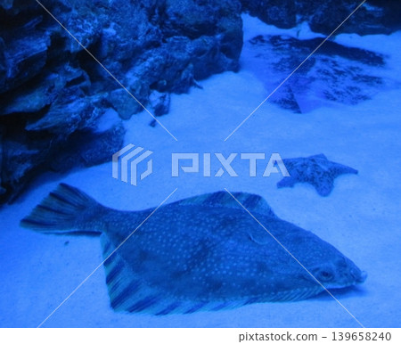 A flatfish blends into the sandy seabed while a starfish rests nearby, showcasing the beauty and diversity of marine life in coastal ecosystems. Ideal for ocean conservation themes. 139658240