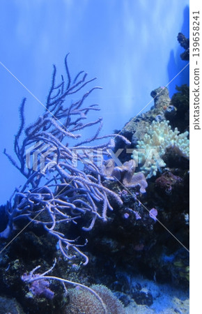 Discover a stunning underwater world featuring vibrant coral reefs and diverse marine life. This enchanting scene is ideal for tourism, education, and captivating visual projects. Discover a stunning underwater world featuring vibrant coral reefs and diverse marine life. This enchanting scene is ideal for tourism, education, and captivating visual projects. 139658241