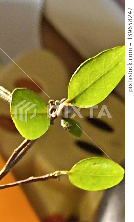 A close-up reveals the fresh green leaves unfurling on a twig, showcasing their vibrant color and intricate details, illuminated by soft sunlight, perfect for springtime projects. A close-up reveals the fresh green leaves unfurling on a twig, showcasing their vibrant color and intricate details, illuminated by soft sunlight, perfect for springtime projects. 139658242