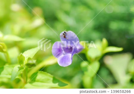 Linderniaceae, Torenia Blue Impulse or Torenia concolor Lindley or Torenia rubens Bentham or Wishbone flower or blue flower or purple flower and wasp Linderniaceae, Torenia Blue Impulse or Torenia concolor Lindley or Torenia rubens Bentham or Wishbone flower or blue flower or purple flower and wasp 139658266