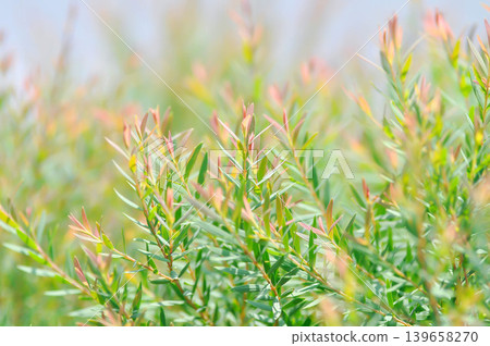 Juniperus sp, CUPRESSACEAE or pink plant Juniperus sp, CUPRESSACEAE or pink plant 139658270