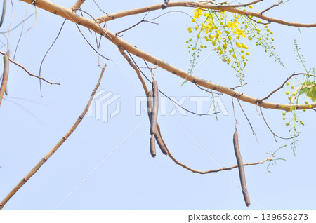Golden shower , Cassia fistula or pudding pipe tree or Cassia fistula Linn with flower and fruit Golden shower , Cassia fistula or pudding pipe tree or Cassia fistula Linn with flower and fruit 139658273