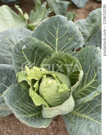 Close-Up Of Fresh Green Cabbage Head Brassica Oleracea In Farm Field Close-Up Of Fresh Green Cabbage Head Brassica Oleracea In Farm Field 139658286