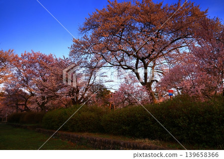 Landscape with a cherry blossom in full bloom Landscape with a cherry blossom in full bloom 139658366
