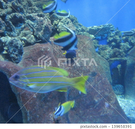 A colorful underwater scene with a yellow striped snapper and pennant coralfish swimming around rocks. Perfect for tourism, aquariums, and educational content on marine life. A colorful underwater scene with a yellow striped snapper and pennant coralfish swimming around rocks. Perfect for tourism, aquariums, and educational content on marine life. 139658391