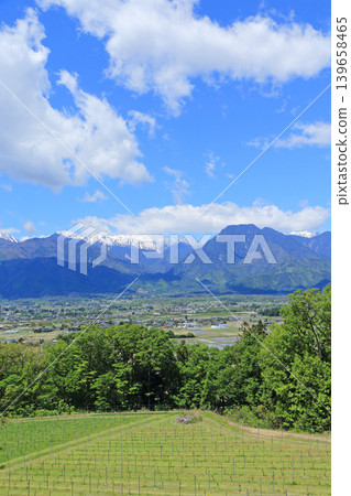 Azumino in May: A vineyard overlooking the Northern Alps 139658465