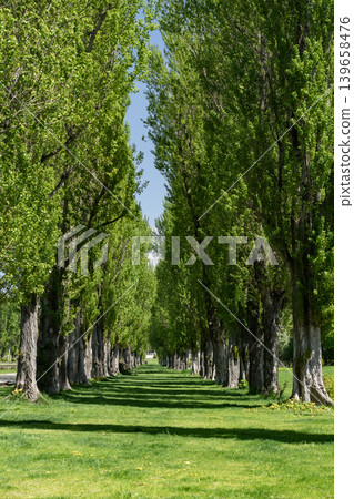 Fresh green poplar trees Fresh green poplar trees 139658476