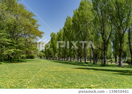 Fresh green poplar trees 139658481