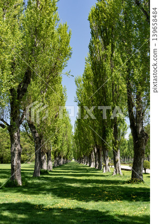 Fresh green poplar trees Fresh green poplar trees 139658484