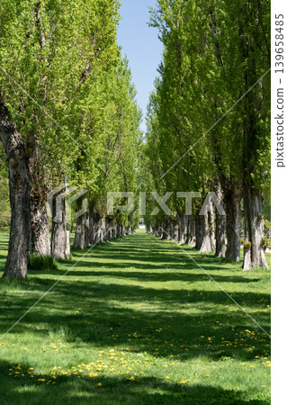 Fresh green poplar trees 139658485