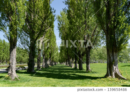 Fresh green poplar trees Fresh green poplar trees 139658486