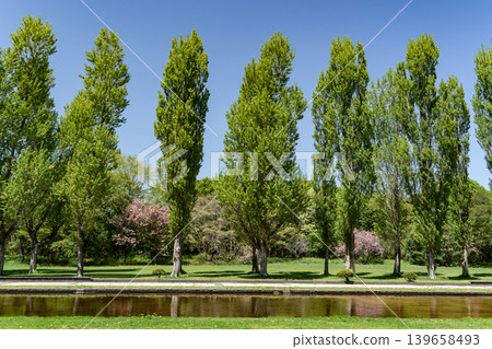 Fresh green poplar trees Fresh green poplar trees 139658493