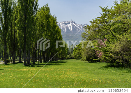 Fresh green poplar trees 139658494