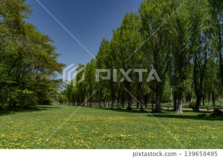 Fresh green poplar trees Fresh green poplar trees 139658495