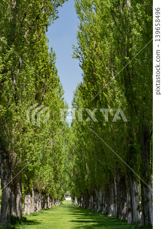 Fresh green poplar trees Fresh green poplar trees 139658496