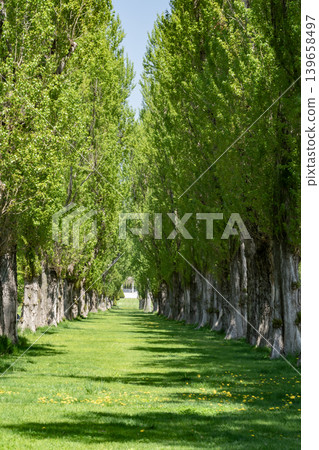 Fresh green poplar trees Fresh green poplar trees 139658497