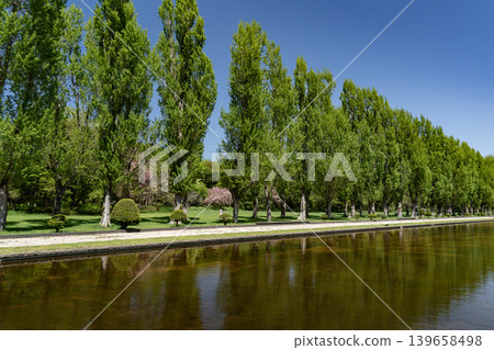 Fresh green poplar trees Fresh green poplar trees 139658498