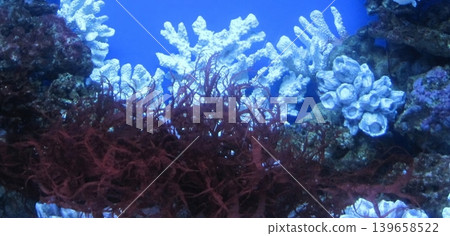 An enchanting underwater scene showcasing vibrant red algae intertwined with white coral reef formations, set against a serene blue aquarium backdrop, highlighting aquatic beauty. An enchanting underwater scene showcasing vibrant red algae intertwined with white coral reef formations, set against a serene blue aquarium backdrop, highlighting aquatic beauty. 139658522