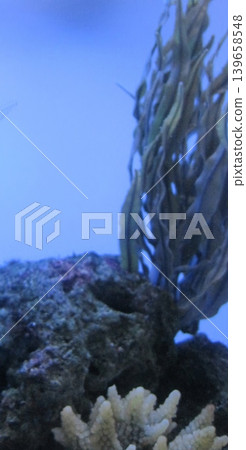 Discover a vibrant underwater scene featuring colorful coral and swaying seaweed. This image captures a thriving marine ecosystem, ideal for educational and commercial purposes. 139658548