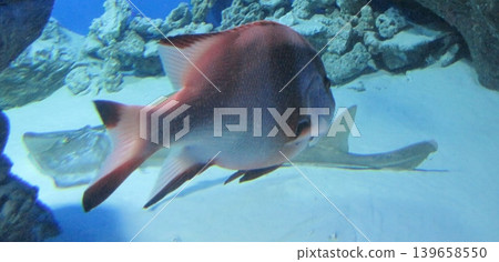 A vibrant red fish glides through clear blue aquarium waters alongside a graceful stingray, creating a captivating underwater scene perfect for educational or commercial use. 139658550