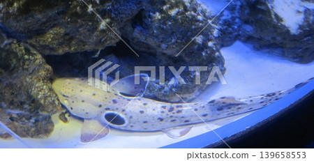 A tranquil image of a leopard shark resting beneath rocks in an aquarium. This captures the beauty of marine life and the serene underwater environment, perfect for nature publications. A tranquil image of a leopard shark resting beneath rocks in an aquarium. This captures the beauty of marine life and the serene underwater environment, perfect for nature publications. 139658553