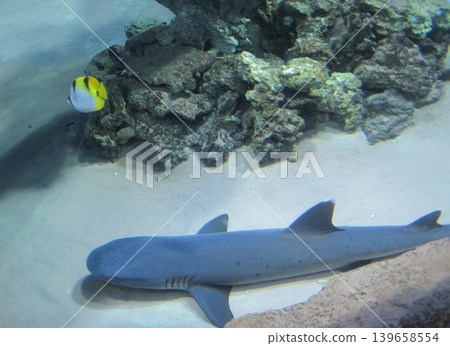A serene underwater scene showcases a shark resting near a colorful coral reef, complemented by a vibrant butterflyfish, exemplifying the beauty of marine life and coral ecosystems. A serene underwater scene showcases a shark resting near a colorful coral reef, complemented by a vibrant butterflyfish, exemplifying the beauty of marine life and coral ecosystems. 139658554