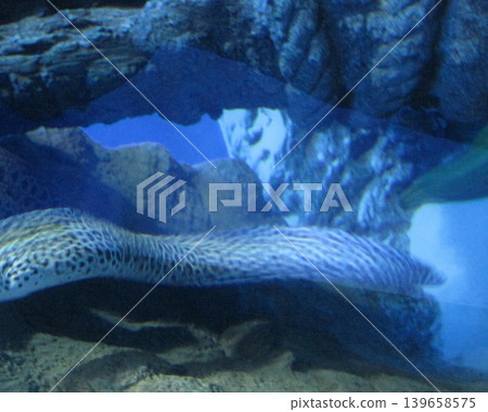 A serene sea turtle swims gracefully under a rock arch in a blue aquarium. Its patterned shell highlights the rough textures of the rocks, showcasing the beauty of marine life. A serene sea turtle swims gracefully under a rock arch in a blue aquarium. Its patterned shell highlights the rough textures of the rocks, showcasing the beauty of marine life. 139658575