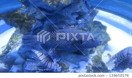 Discover the beauty of marine life with this captivating image of a striated burrfish swimming in an aquarium. Ideal for educational use or enhancing any aquatic-themed project. Discover the beauty of marine life with this captivating image of a striated burrfish swimming in an aquarium. Ideal for educational use or enhancing any aquatic-themed project. 139658576